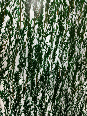 装飾的な壁のクラッディング19mmの曖昧な植物はガラスを薄板にした