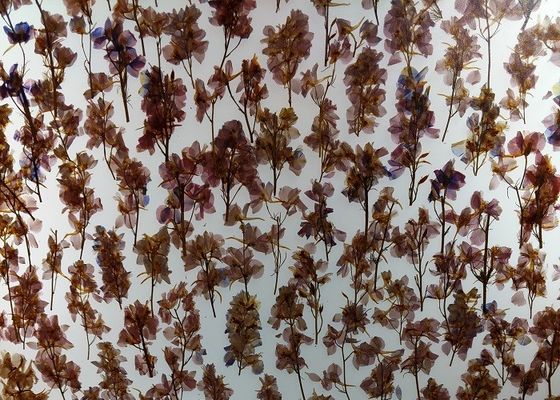 装飾的な壁のクラッディング19mmの曖昧な植物はガラスを薄板にした